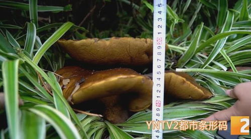 花臺(tái)驚現(xiàn)15公斤巨型牛肝菌，食用菌菌種進(jìn)出口迎來新機(jī)遇