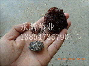 木耳、白木耳與食用菌菌種 從生產(chǎn)到貿(mào)易——以魚臺(tái)縣永騰榆耳銷售部為例