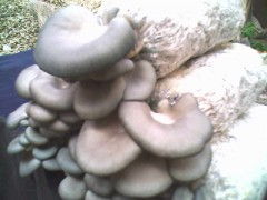 河北菌種供應(yīng)與食用菌技術(shù)培訓(xùn)及進出口服務(wù)全解析