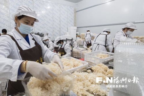 “萬(wàn)菇之王”繡球菌在羅源栽培成功，推動(dòng)食用菌菌種進(jìn)出口新篇章